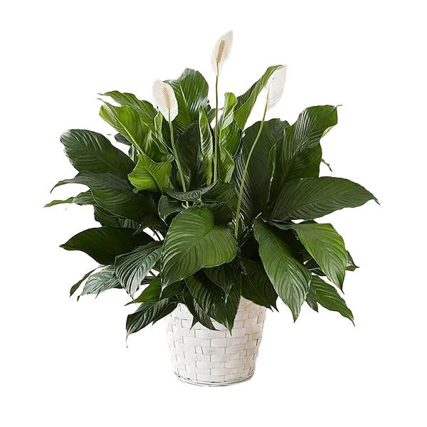 Peace Lily Plant for Sympathy