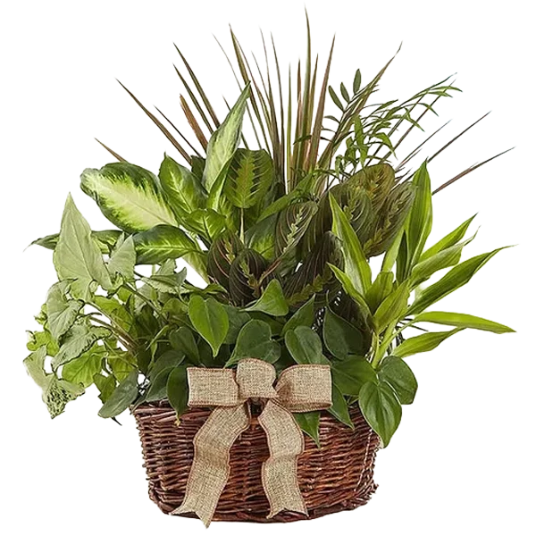 Classic Dish Garden for Sympathy
